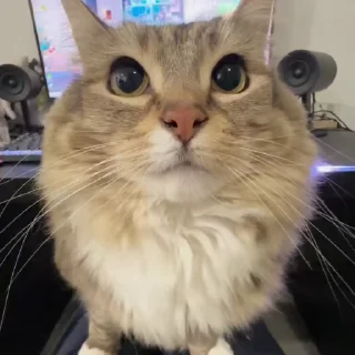 🌟