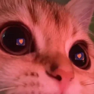 💗