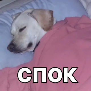 😪