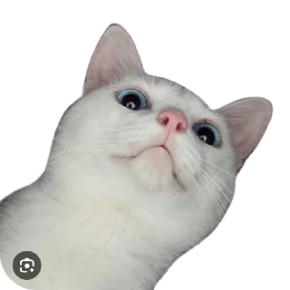 🐱