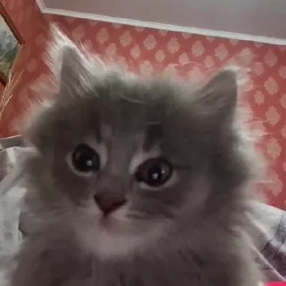 🐱