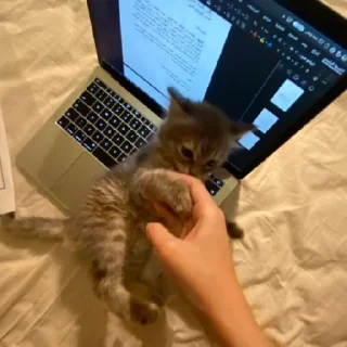 🐈