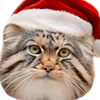 Winter Manul @animalplantspb