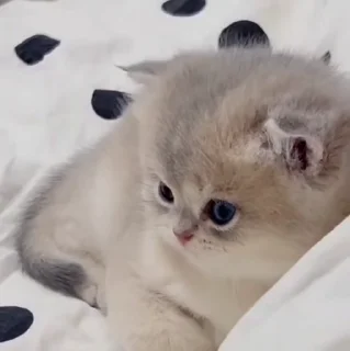 🐱
