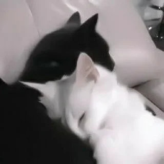 💗