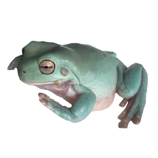 🐸