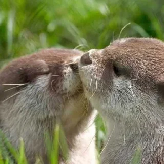 😚