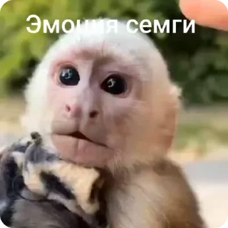 🌟