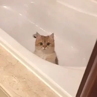 🐈