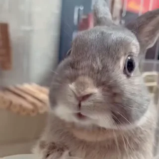 🤩