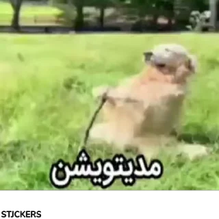 🐶