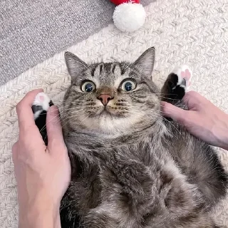 🌟