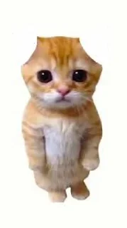 🤩