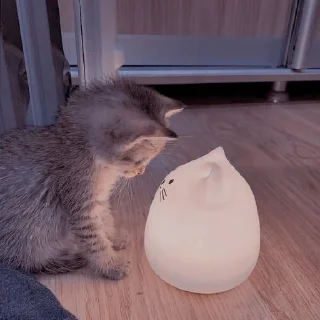 🐈