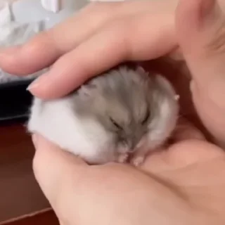🐭