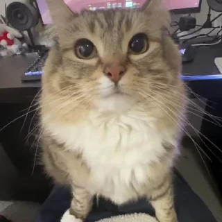 🌟