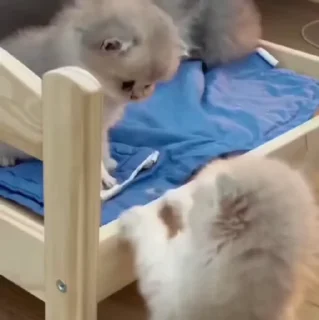 🐱