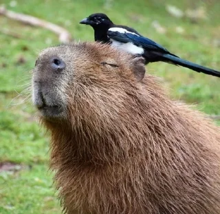🐗