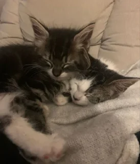 😽
