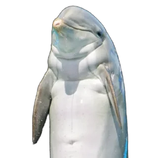 🐬