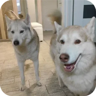 🐶