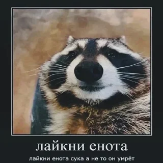 🦝
