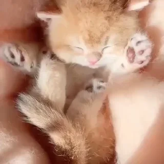 🐈‍⬛