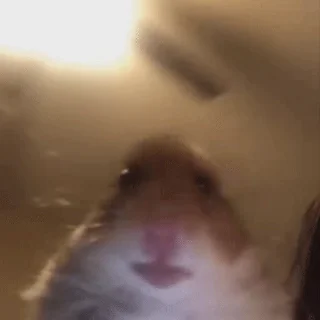 🐹