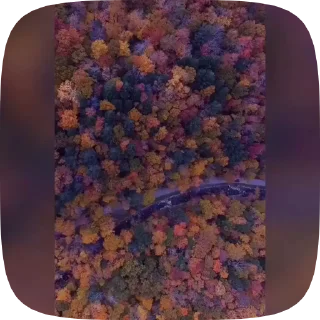 🍁