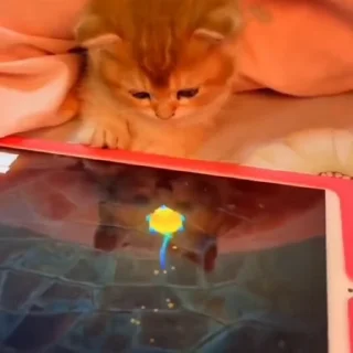 🐈