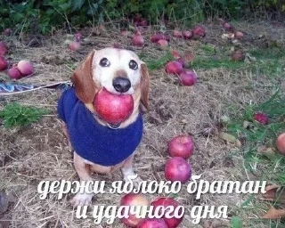 🍎