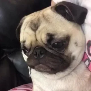 🐶