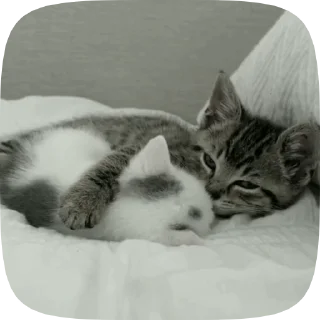 🐾