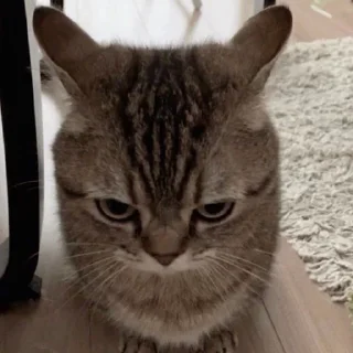 😤