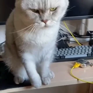 🐈‍⬛️