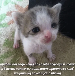 😿