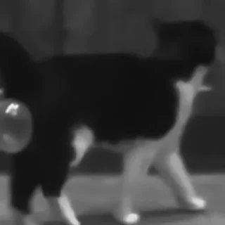 🐈‍⬛️
