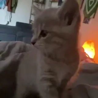 👃