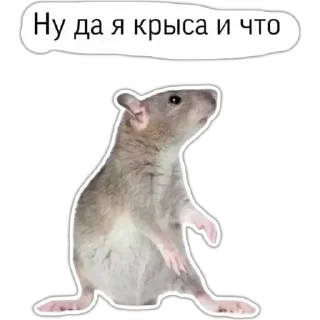 🐁