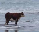 🐖