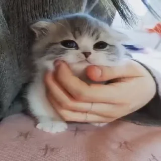 🐈