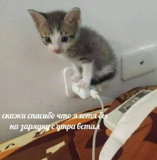 🌟