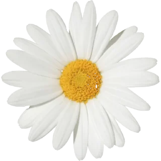 🌼