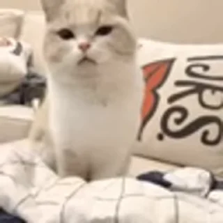 🐈‍⬛