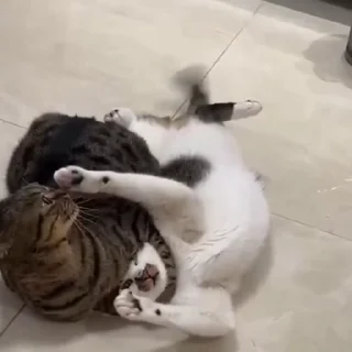 🐈