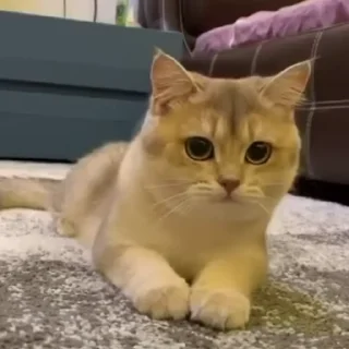 😯