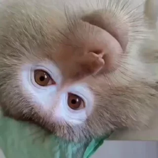 🐒