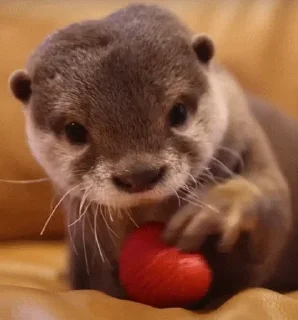 🍓