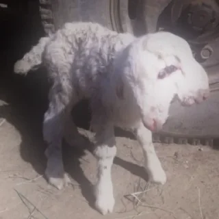 🤍