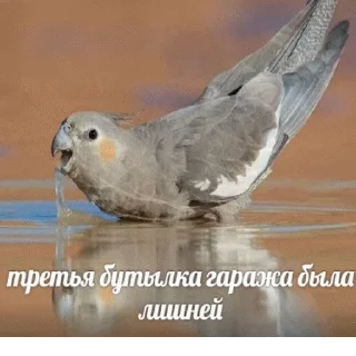 🍻